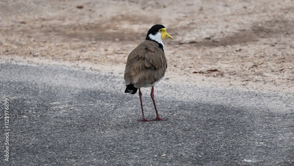 Obraz Adult Plover bird