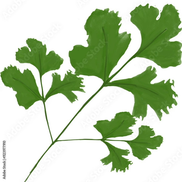 Obraz Coriander placed on a white background