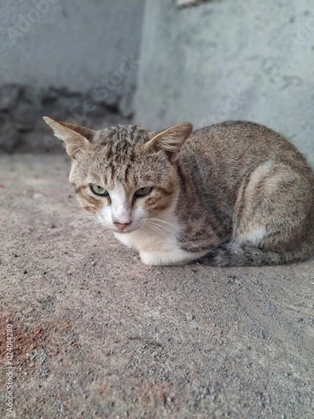 Fototapeta cat on the window