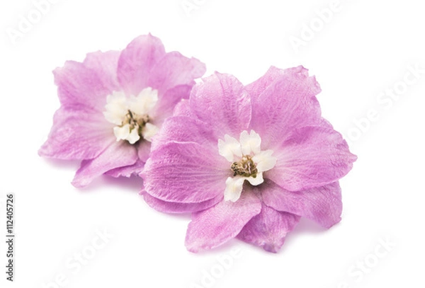 Obraz violet delphinium flower isolated
