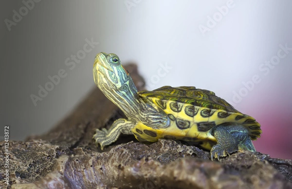 Fototapeta Turtle on a rock