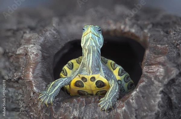 Obraz Turtle on a rock