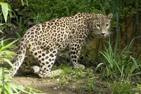 Fototapeta Amur Leopard