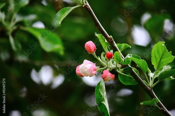 Obraz Frühlingsboten