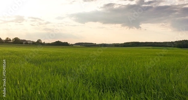 Obraz zielone zboże