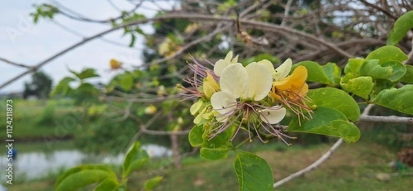 Fototapeta flowers in spring