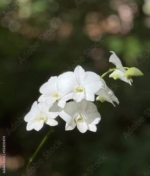 Fototapeta white  orchid in the jungle.