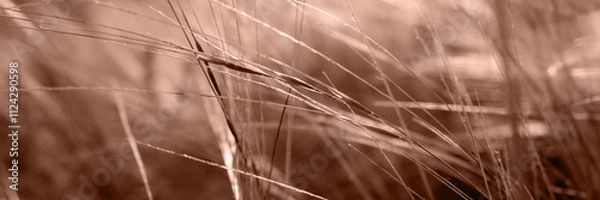 Obraz natural background of feather grass in sunset light. Soft focus. Web banner in mocha mousse color