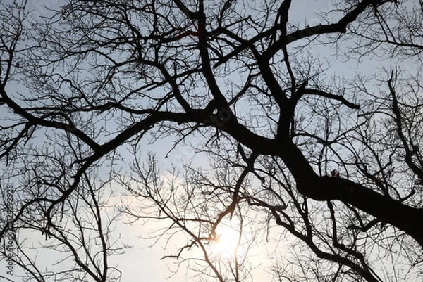 Fototapeta 나무가지