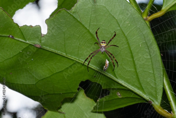 Fototapeta Argiope keyserling spider climbing under green leaf in forest.