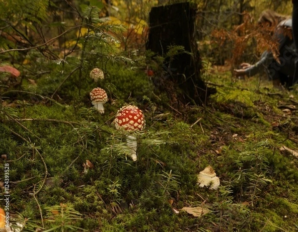 Obraz Muchomor czerwony Amanita muscaria