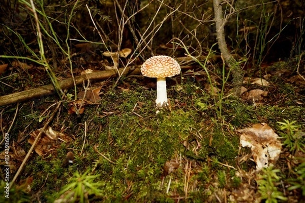 Obraz Muchomor czerwony Amanita muscaria