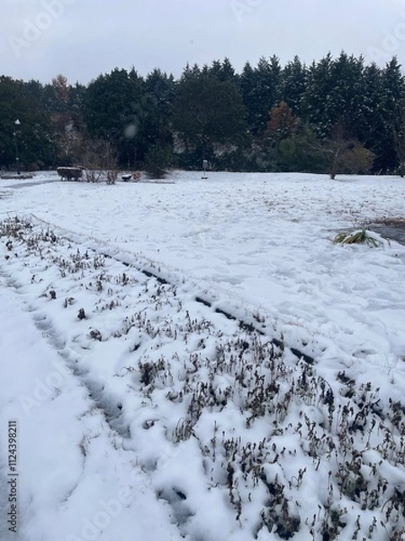 Fototapeta A winter road covered with snow, covered with frost, white snow