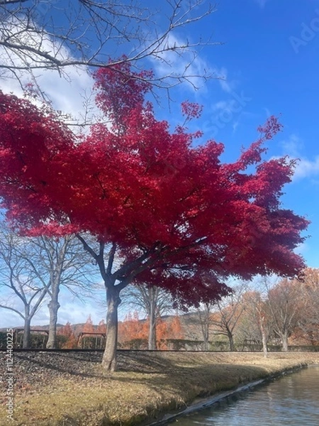 Fototapeta Colorful autumn trees in a park in Japan