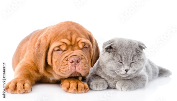 Fototapeta Bordeaux puppy lying with scottish cat. isolated on white backgr