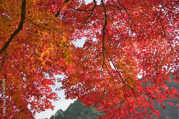 Fototapeta 真っ赤に紅葉したモミジ