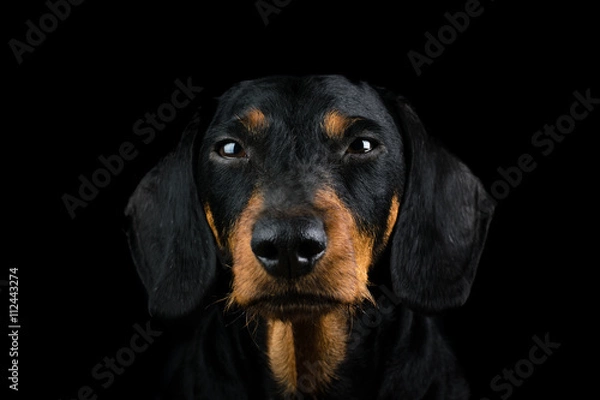 Obraz Studio portrait dachshund front