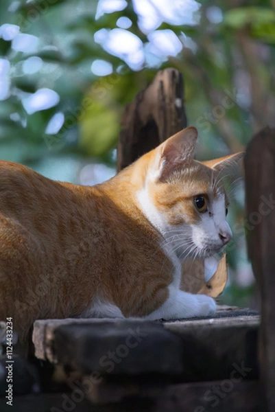 Fototapeta Golden Tabby Cat in Garden: A ginger cat with piercing amber eyes, basking in the warm sunlight, looks out towards the lush green foliage of a garden.