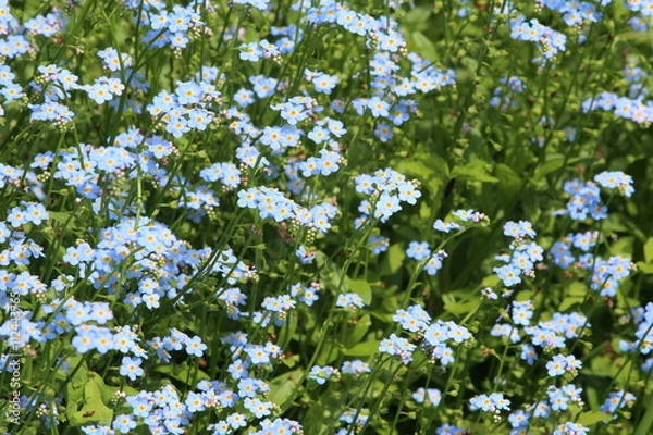 Fototapeta 忘れな草