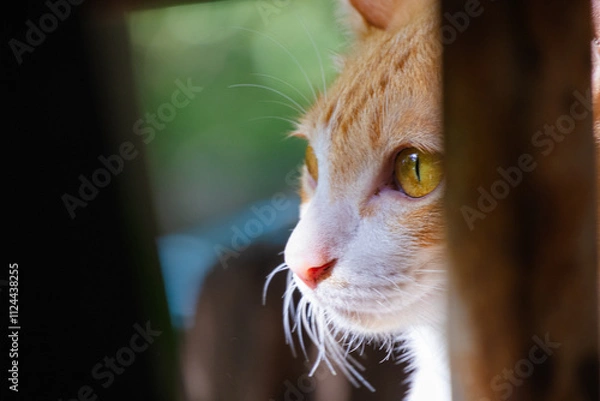 Fototapeta Curious Cat: A ginger cat with piercing yellow eyes peeks through a wooden fence, its gaze fixed on something beyond the frame.