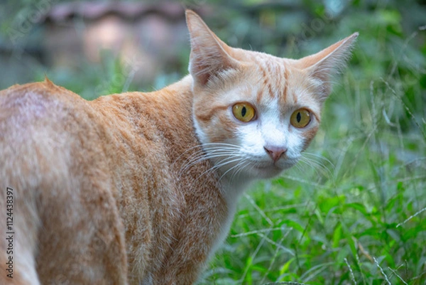 Fototapeta Curious Kitty in the Grass: A ginger cat with piercing yellow eyes, stands alert in a lush green grass, its tail curled around its body.  Its gaze is fixed on something off-camera.