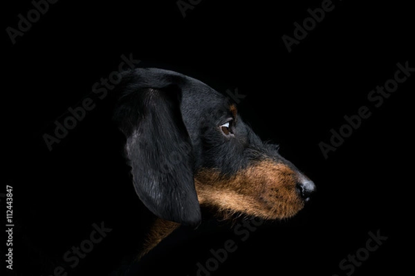 Obraz Studio portrait dachshund side