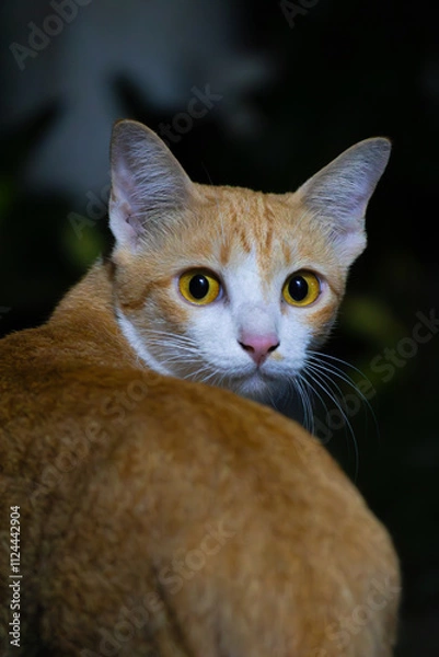 Obraz Ginger Cat's Gaze 