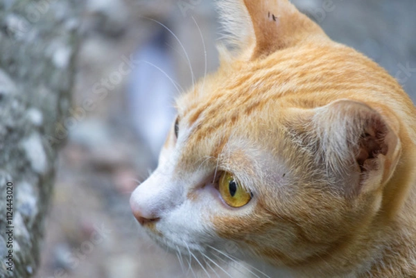 Obraz Orange Tabby Cat Portrait