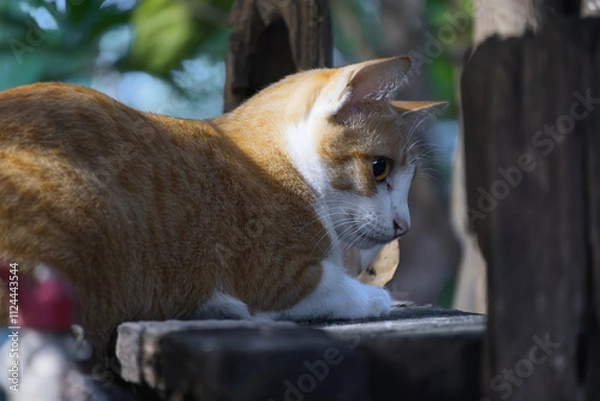 Obraz Ginger Cat's Sunbeam Gaze 