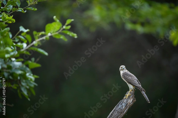 Fototapeta Shikra or Accipiter badius or little banded goshawk bird portrait perched on branch in winter season natural green background in outdoor wildlife safari at jhalana forest leopard reserve jaipur india