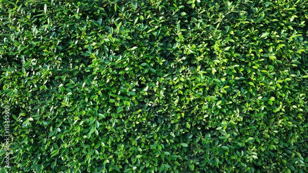 Obraz  Banyan tree wall.