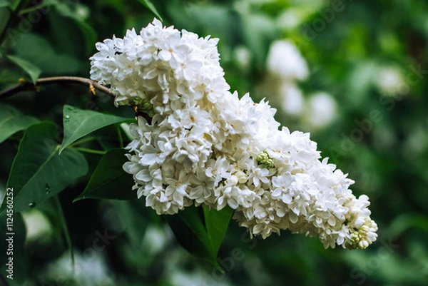 Fototapeta bee on a flower