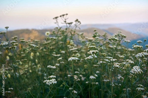 Obraz Landscape view of mountain in summer with wild yarrow flowers.