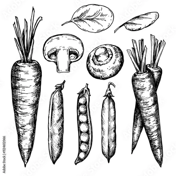 Obraz Vegetables sketch sketch ink graphic illustration, draft silhouette drawing, black on white line art. Botanical vintage etching food design.