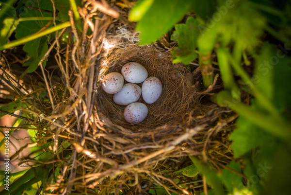 Obraz sparrow eggs in nest