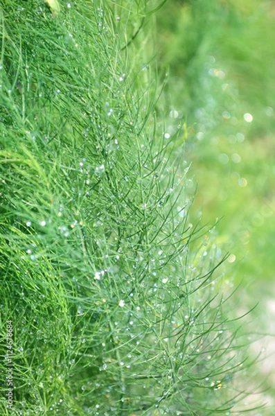 Obraz Asparagus greens with small water drops after rain as plant green background.