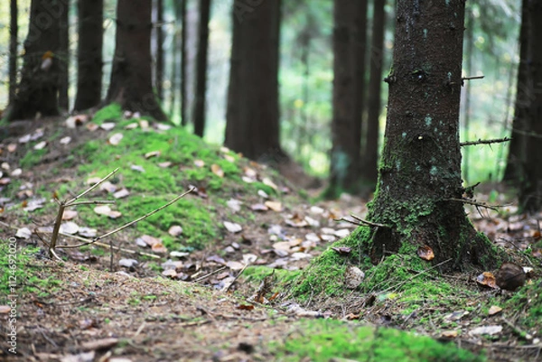 Fototapeta city park without people on an autumn day, bright rays of the sun shine through the crowns of maple trees