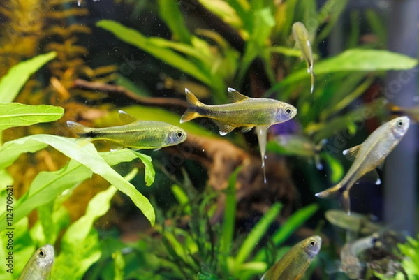 Obraz シルバーチップテトラ熱帯魚
