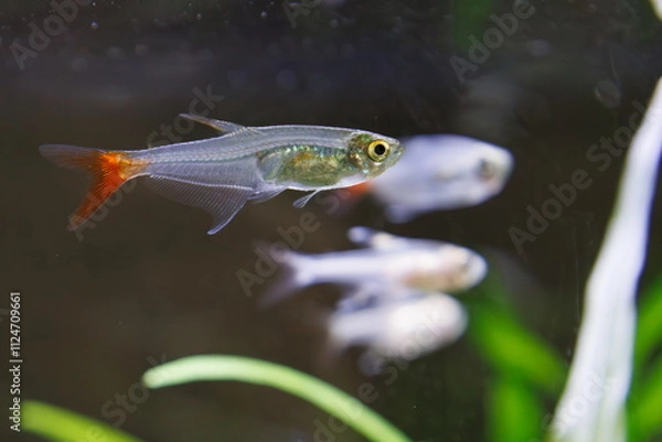 Obraz カラシン、テトラ、グラスブリットフィン