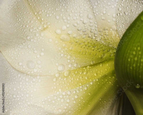 Obraz Wassertropfen auf einer Amaryllisblüte