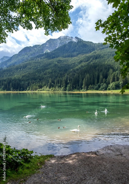 Fototapeta View of swan, lake and mountains in Austria