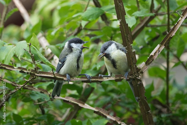 Obraz Great tits interacting