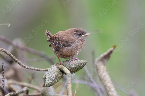 Obraz Very young wren
