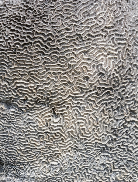 Fototapeta Coral on stone
