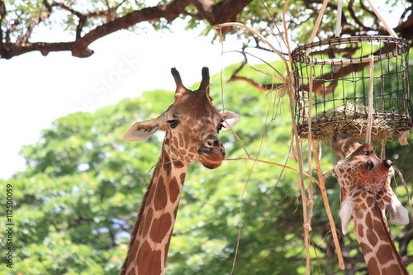 Fototapeta キリン