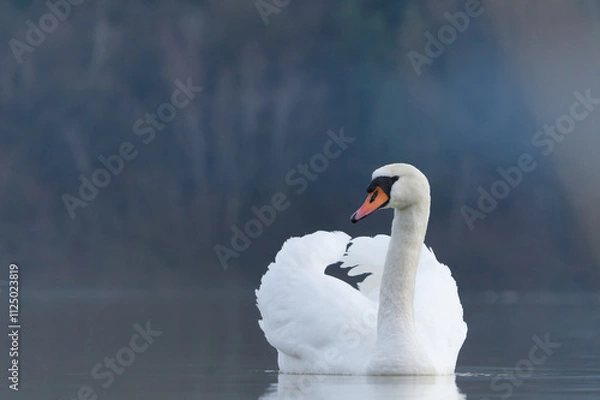 Fototapeta łabędź niemy