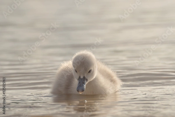 Fototapeta młody łabędź