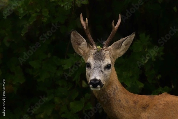 Fototapeta kozioł sarny