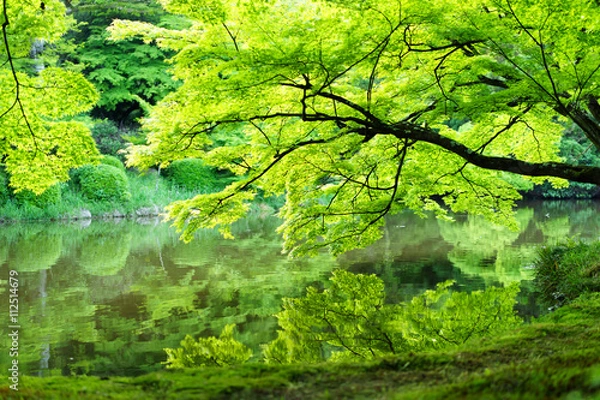 Obraz 京都府立植物園　水面に写るモミジの新緑