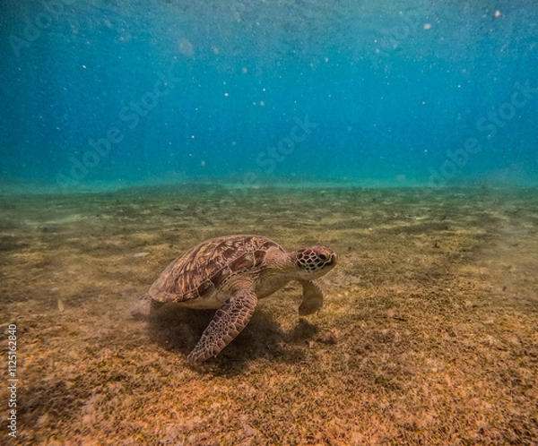 Obraz  Beautiful turtle